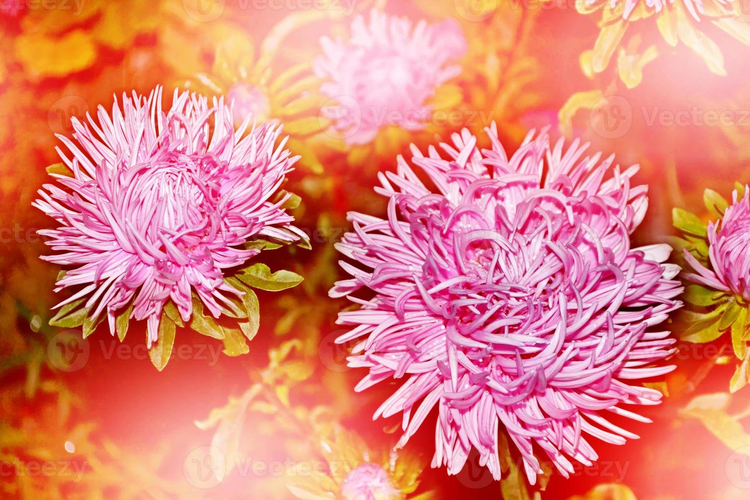 herbstliche Landschaft. bunte schöne blumenastern auf dem hintergrund der herbstlandschaft foto