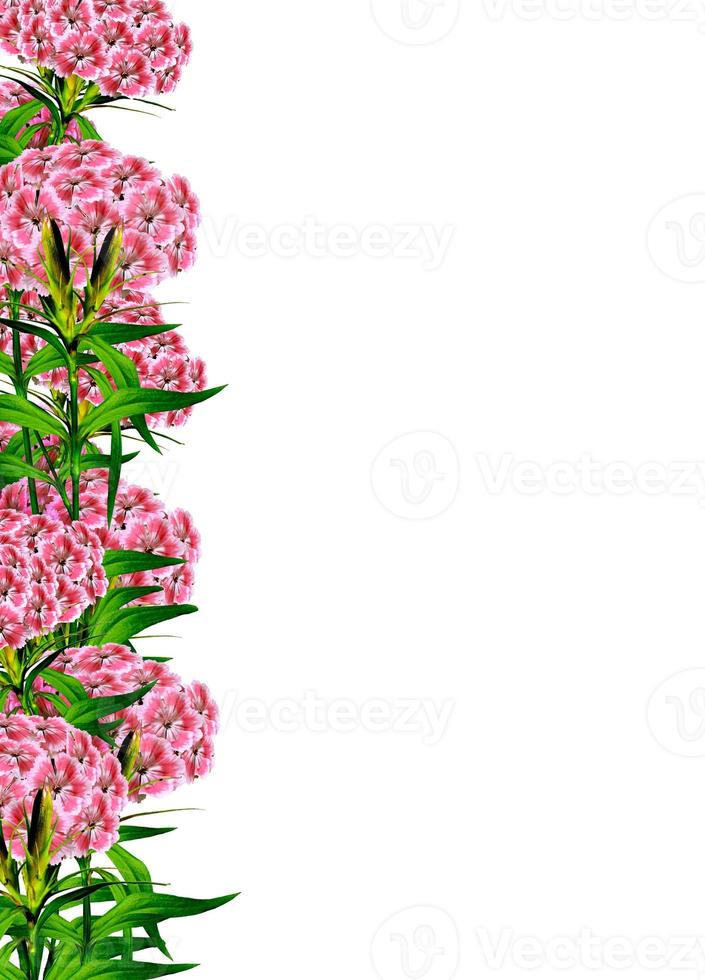 Phlox-Blumen isoliert auf weißem Hintergrund foto