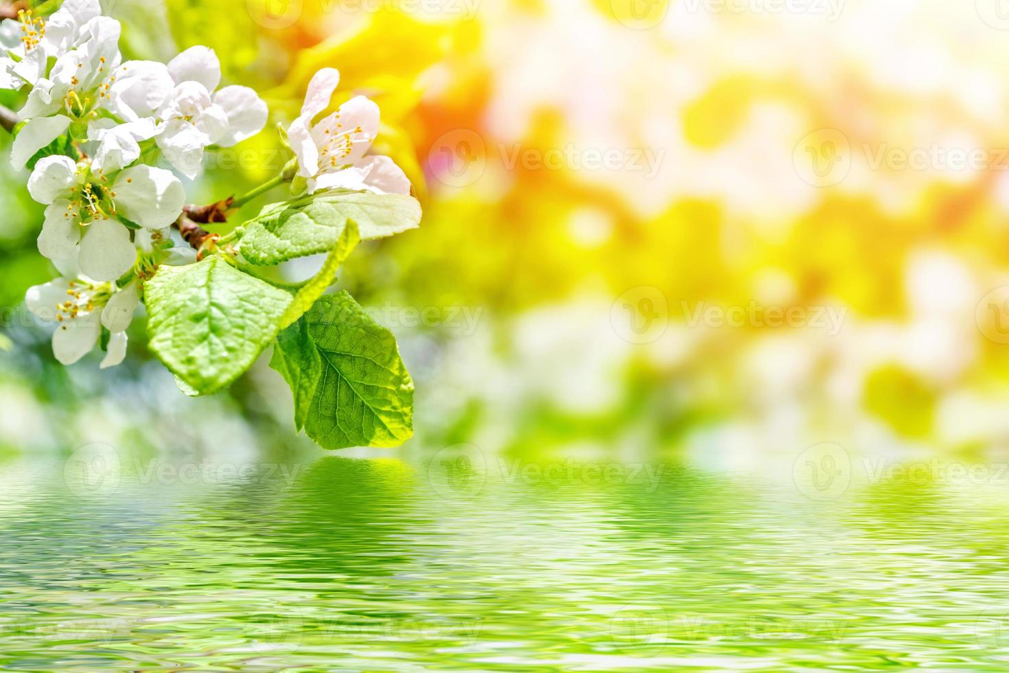 leuchtend bunte Frühlingsblumen foto