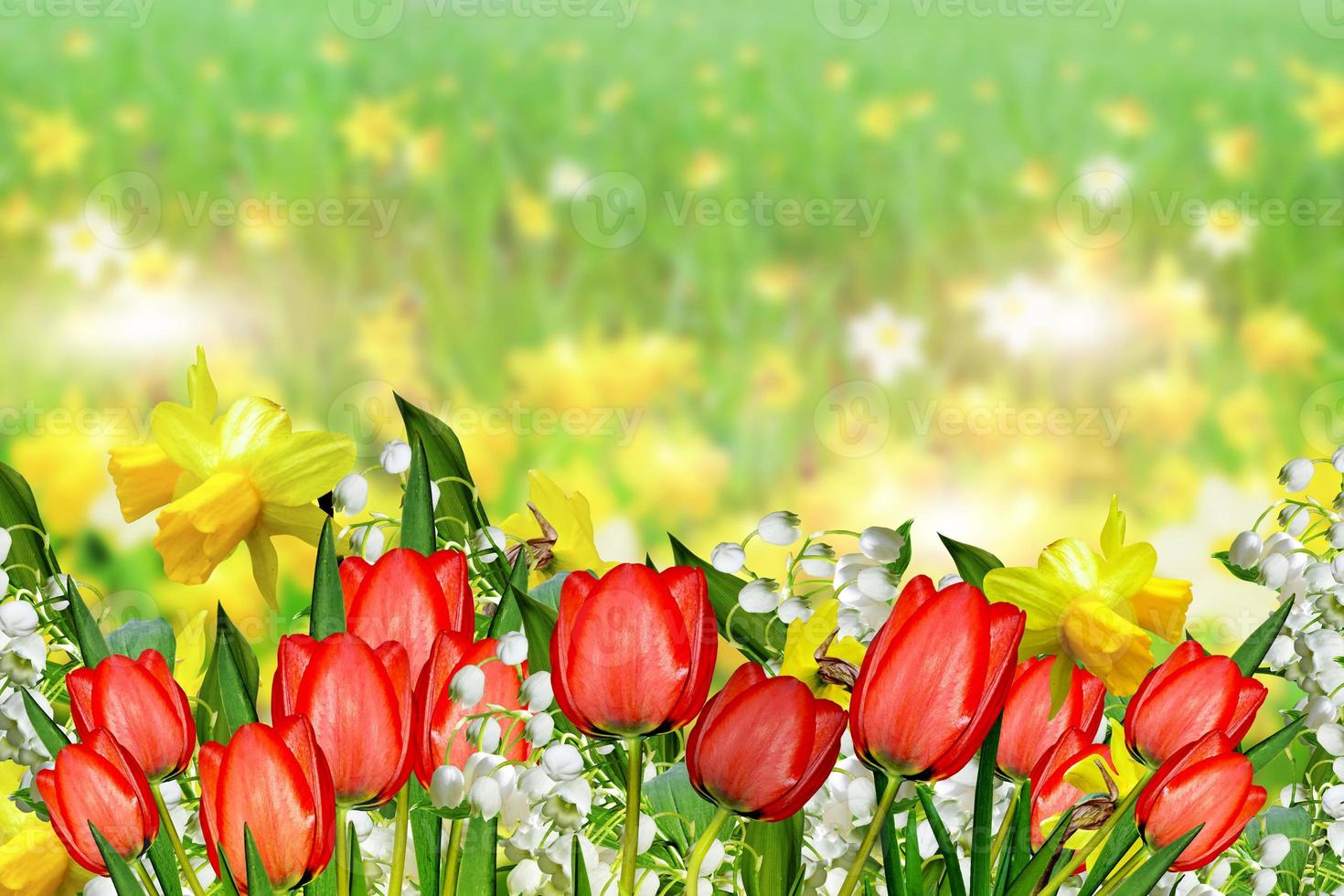 Sommerlandschaft. Blumen Narzissen. Tulpen foto