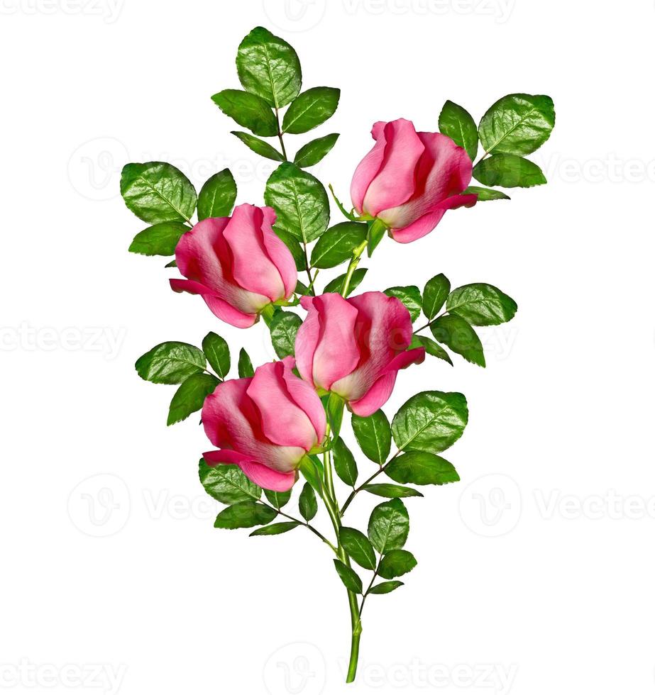 Blütenknospen von Rosen isoliert auf weißem Hintergrund foto