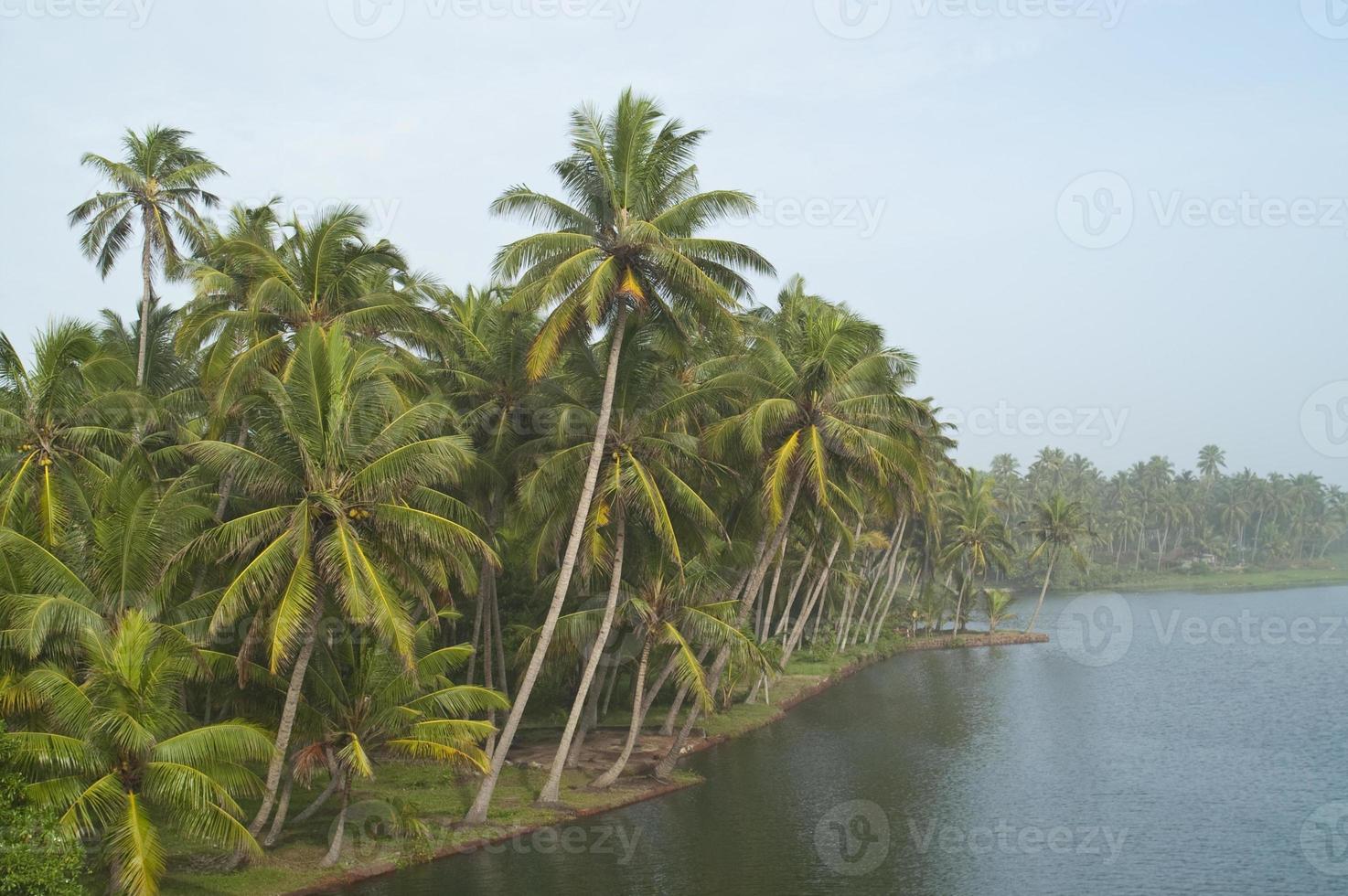 tropischer Dschungel am Fluss foto
