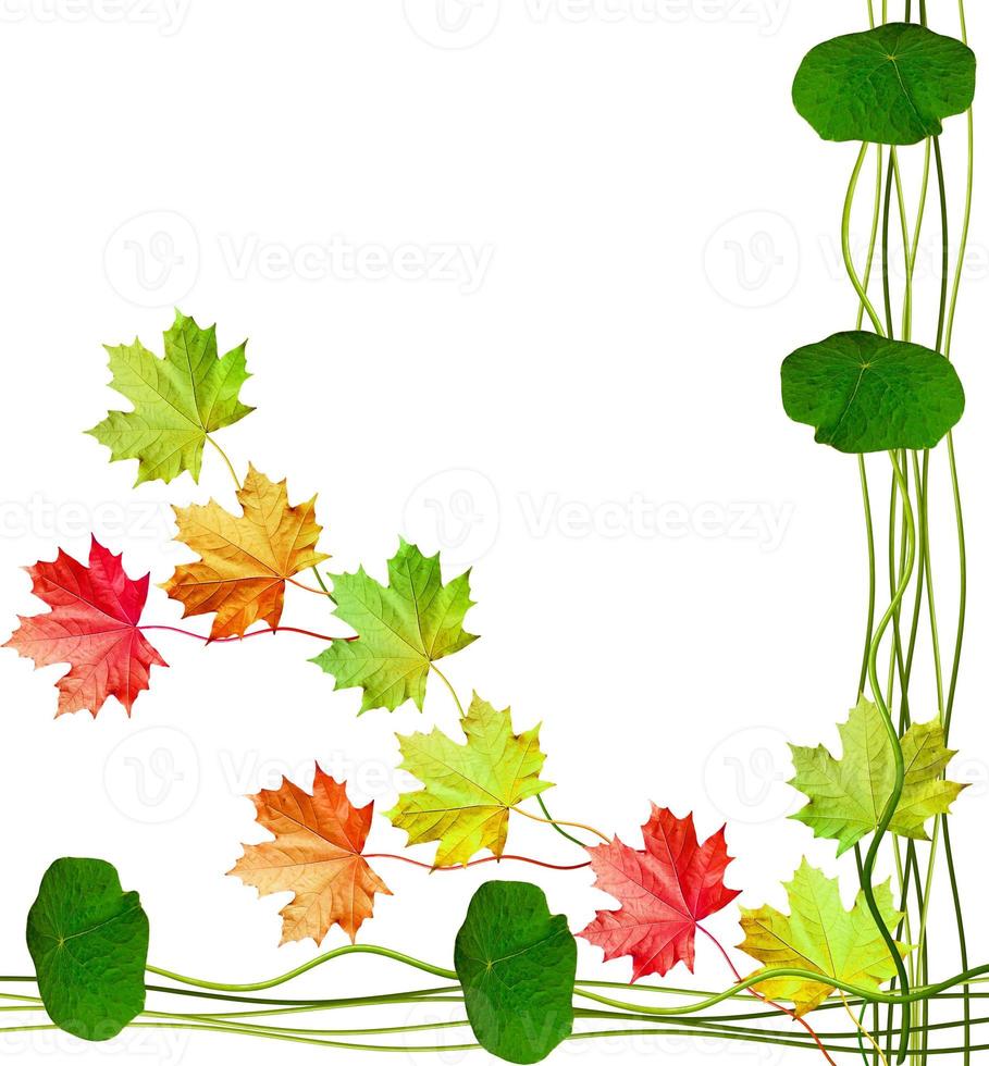 Blätter im Herbst isoliert auf weißem Hintergrund. foto