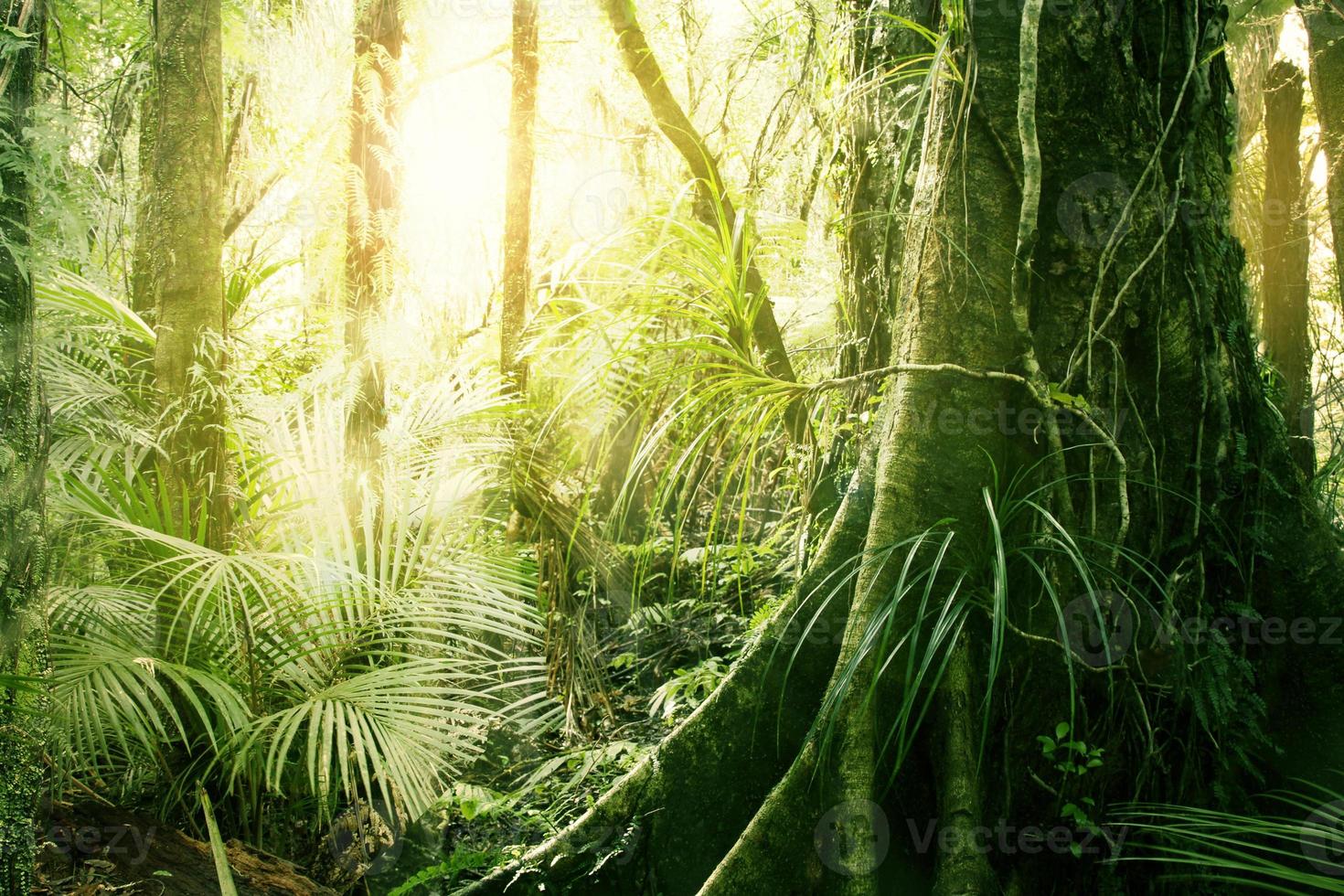 tropischer Dschungel foto