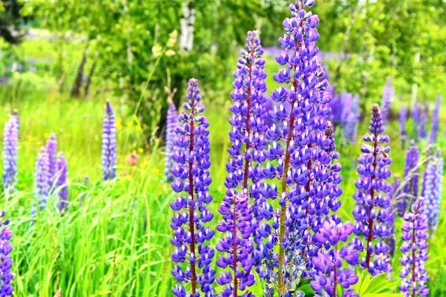 sommerlandschaft mit schönen hellen lupinenblumen foto