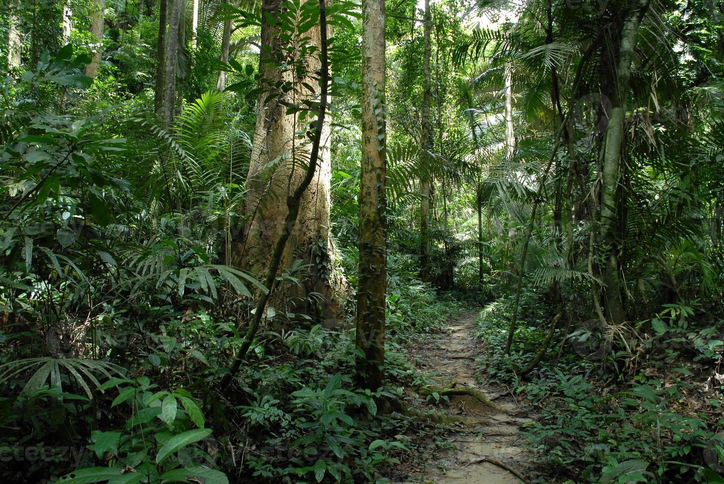 Dschungelpfad in Thailand foto