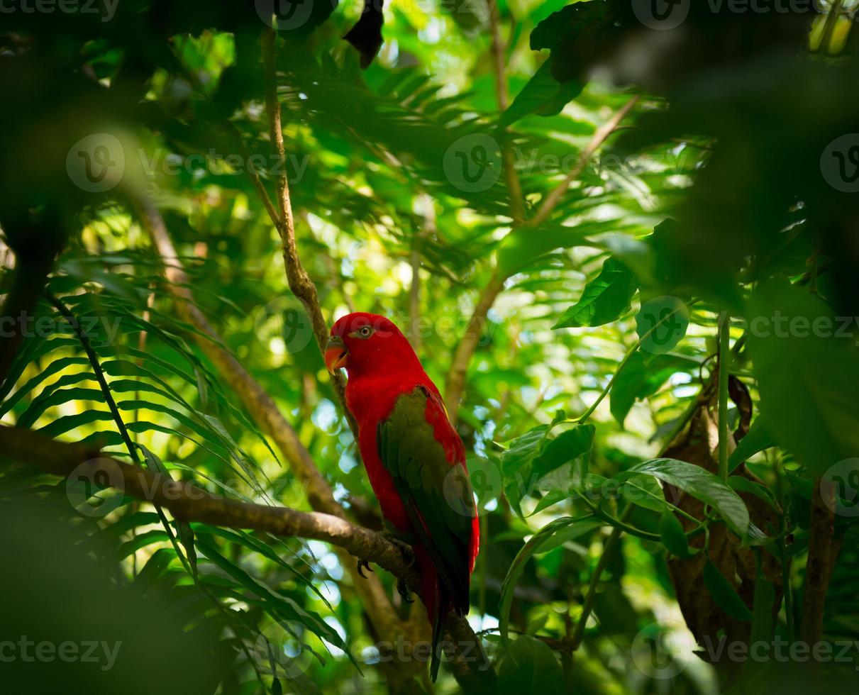 exotischer Papagei im Dschungel foto