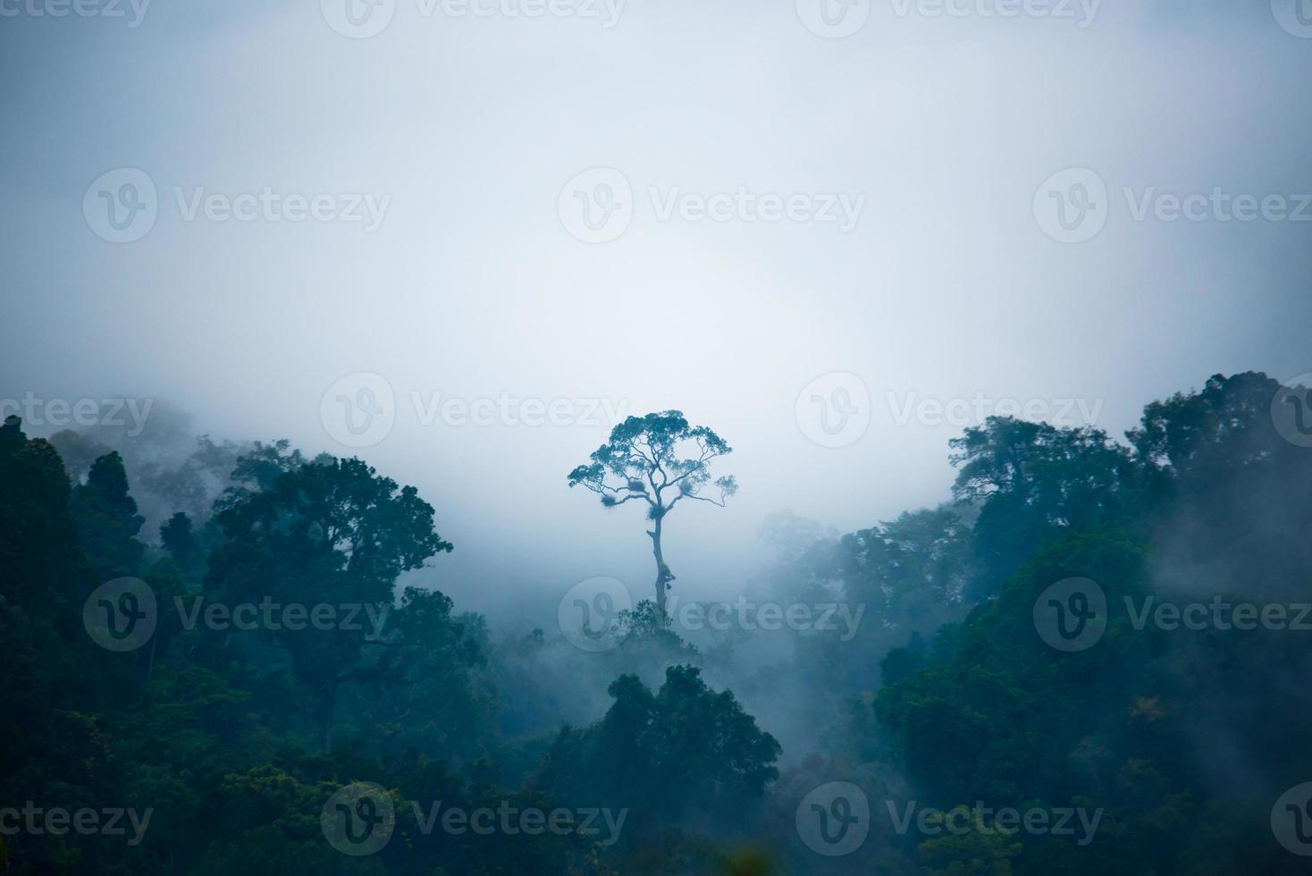 der Baum, der im Dschungel herausragend ist. foto