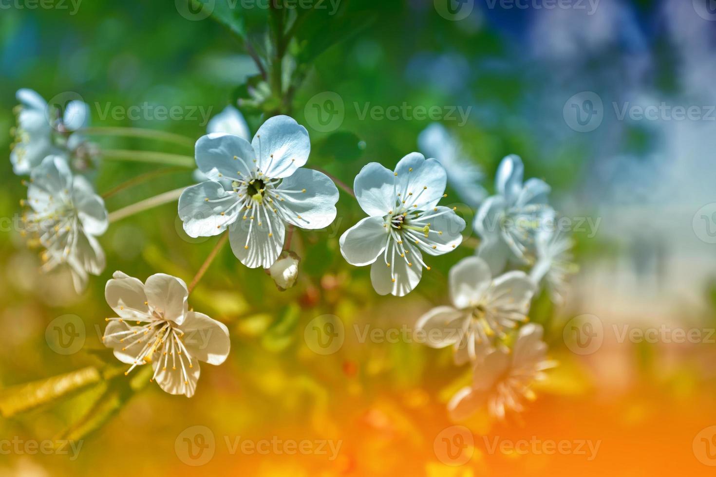 leuchtend bunte Frühlingsblumen foto