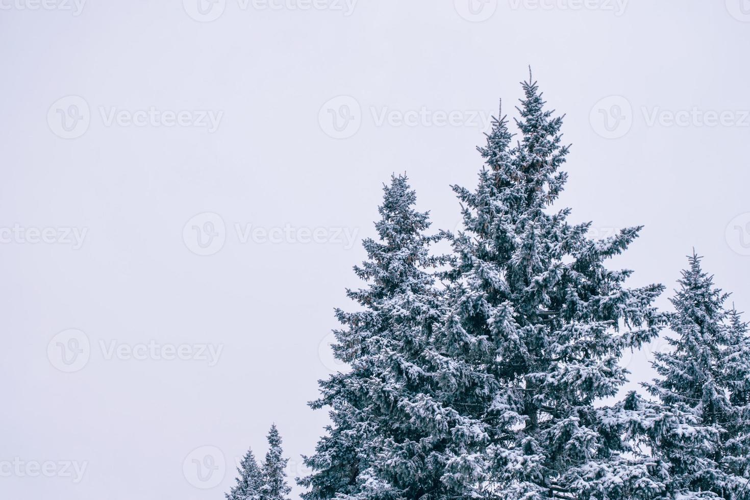 gefrorener Winterwald mit schneebedeckten Bäumen. foto