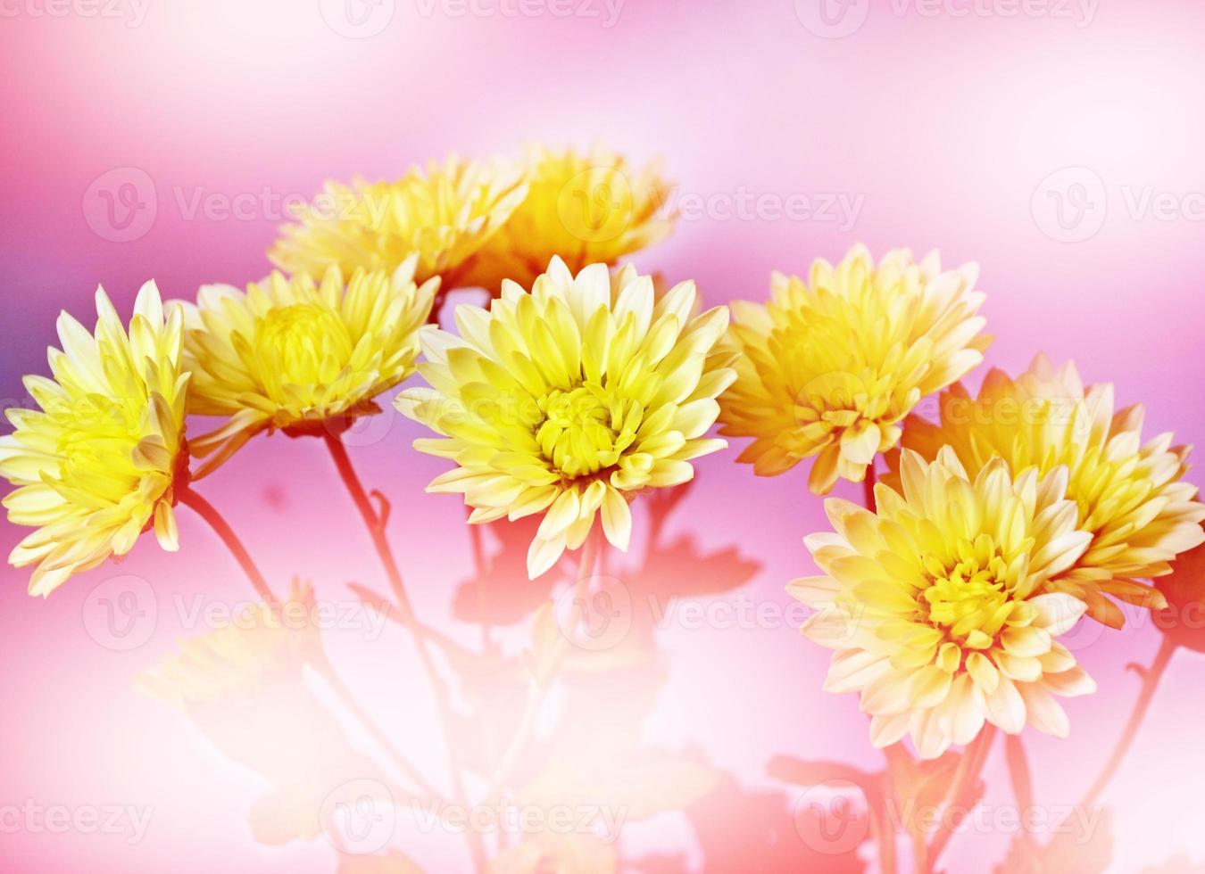 Blumenhintergrund. Blumen Chrysanthemen foto