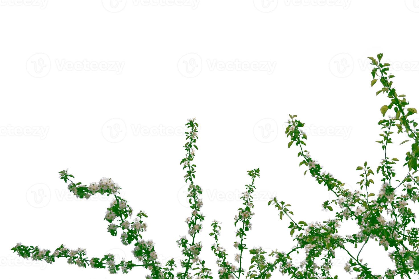 blühender Obstzweig isoliert auf weißem Hintergrund. foto