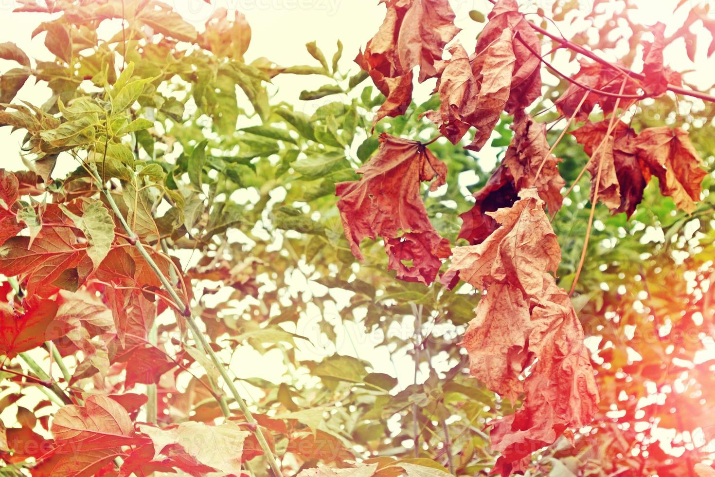 Herbstlandschaft mit leuchtend buntem Laub. Indischer Sommer. foto