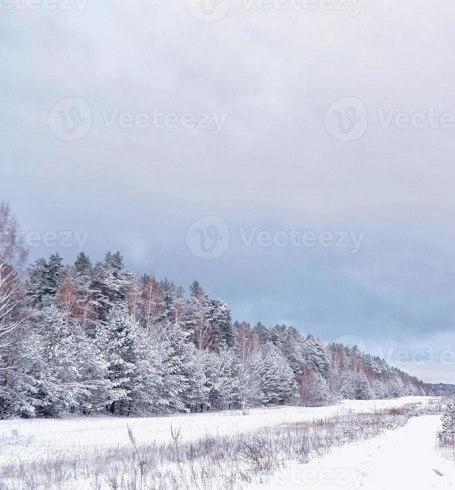 Wald im Frost. Winterlandschaft. schneebedeckte Bäume. foto