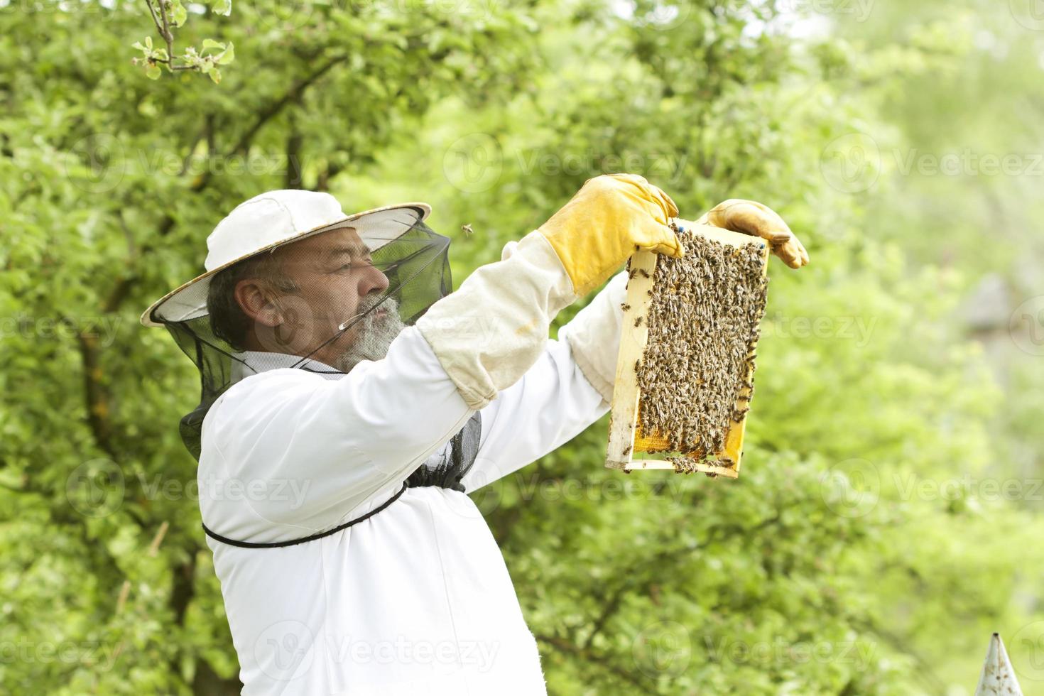 Imker, der mit Bienen arbeitet foto