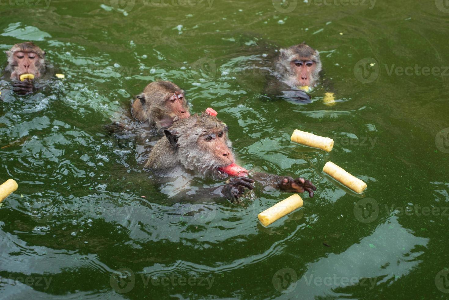 Affen schwimmen und essen Essen von Touristen im Stausee. foto