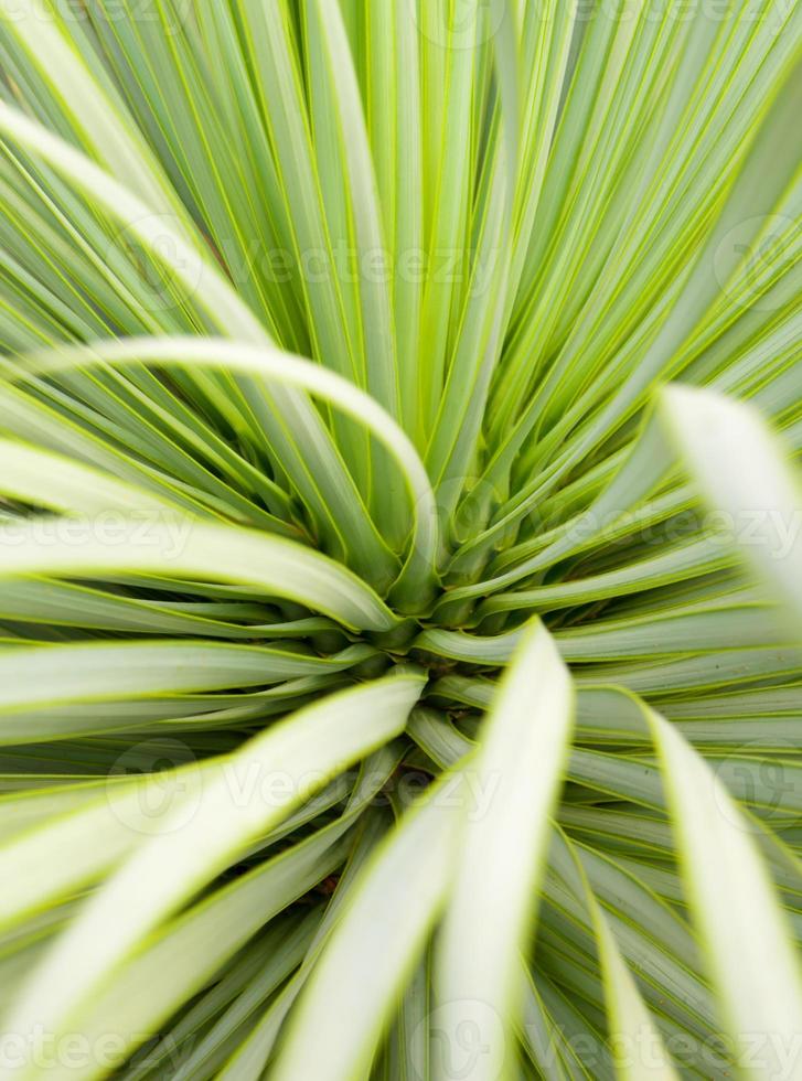 saftige Yucca-Pflanze Nahaufnahme, Dorn und Detail auf den Blättern der schmalblättrigen Yucca foto