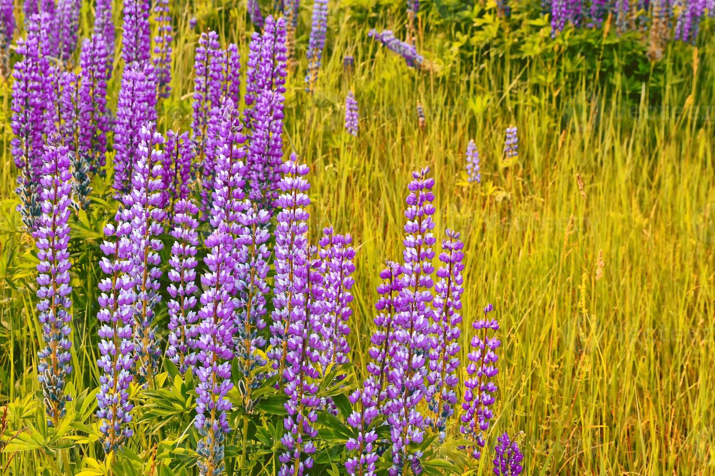 sommerlandschaft mit schönen hellen lupinenblumen foto