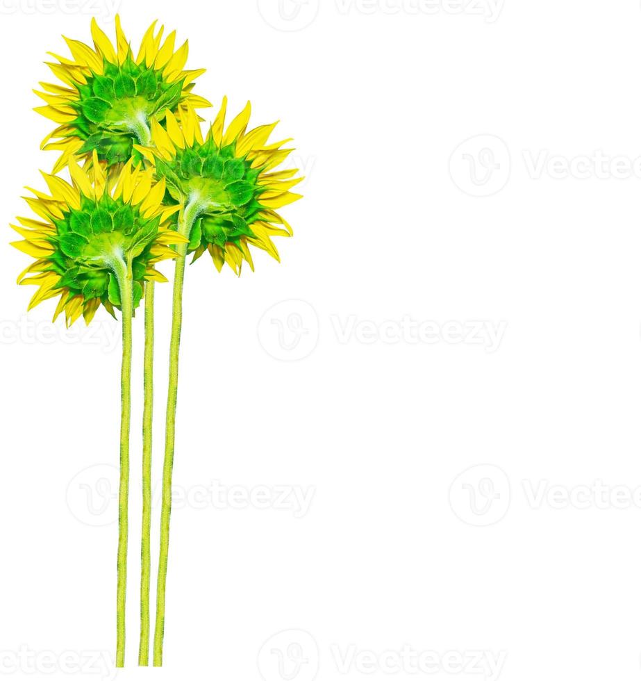 bunte Sonnenblume isoliert auf weißem Hintergrund foto