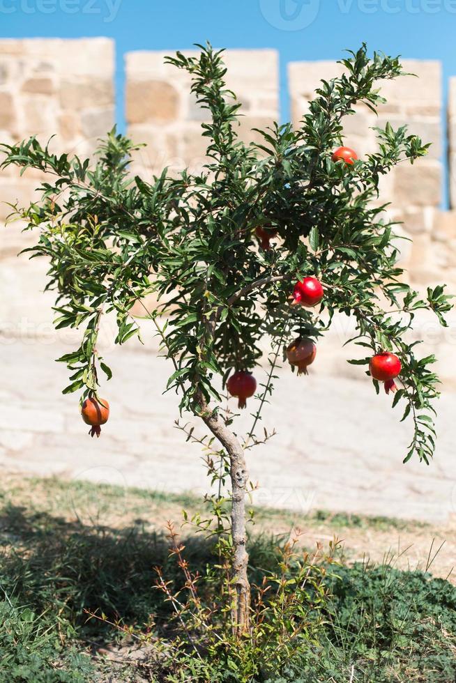 Ein reifer roter Granatapfel hängt an einem Ast eines Obstbaums. Naturkost, umweltfreundlich, Obstgarten foto