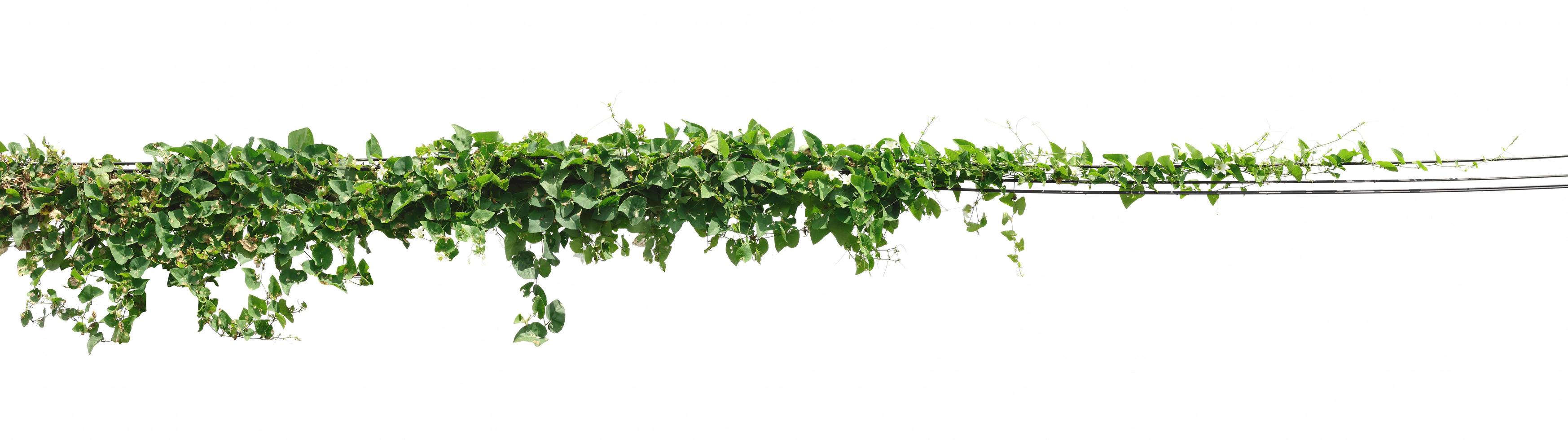 Weinpflanze, Efeublätter Pflanze auf Stangen isoliert auf weißem Hintergrund foto