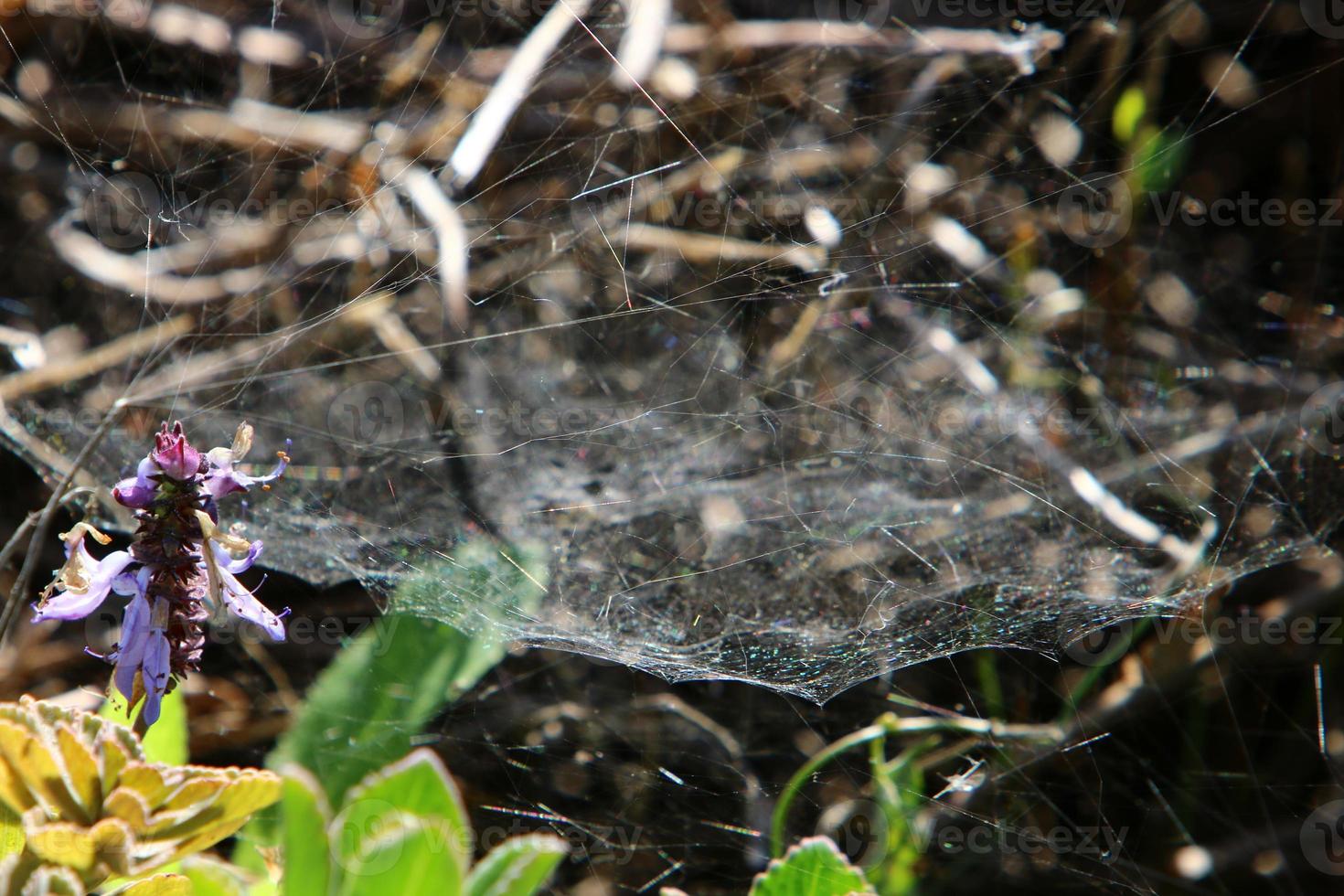 Spinnennetze - Spinnweben auf Ästen und Blättern von Bäumen in einem Stadtpark. foto