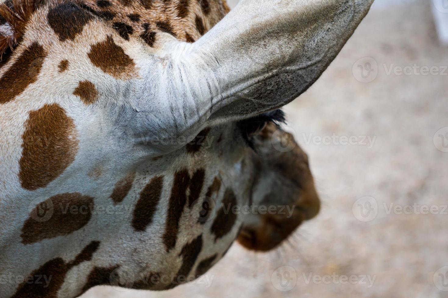 Nahaufnahme einer Giraffe foto