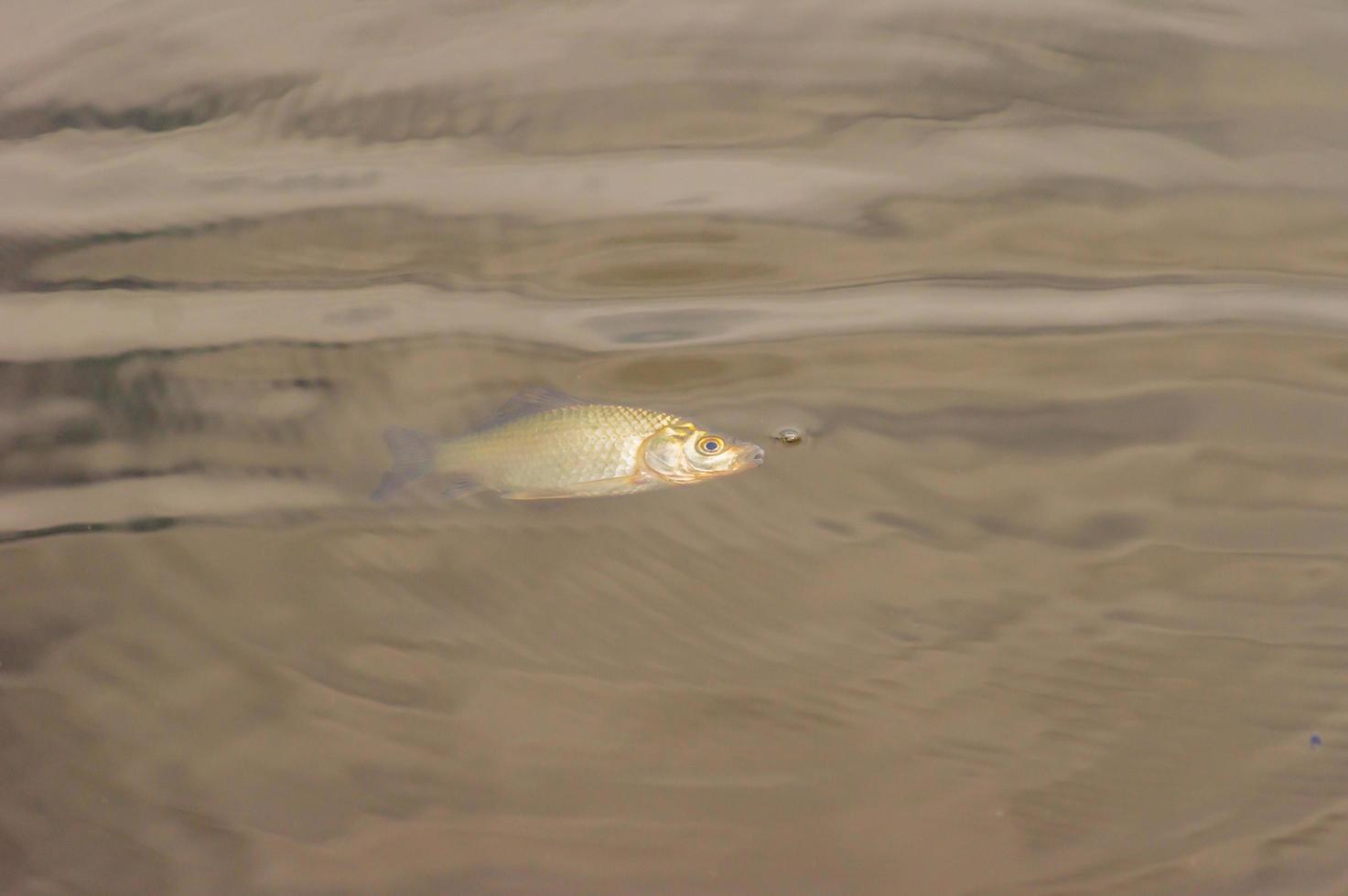 toter Karausche im Wasser foto