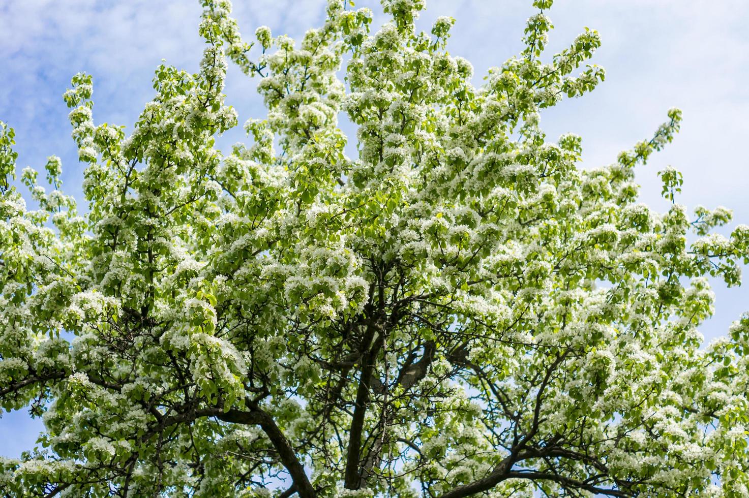 Birnenbaumblüte. weiße Blüten am Zweig foto