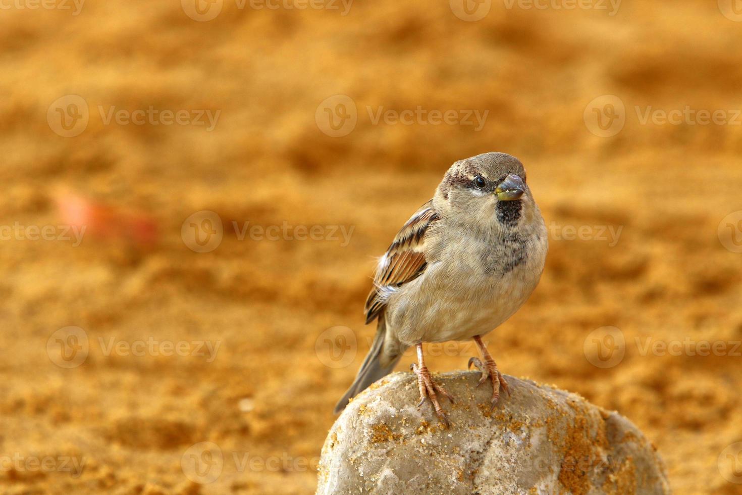 Spatz sammelt Krümel am Stadtstrand. foto