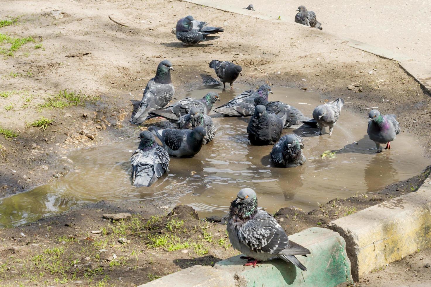 Taubenschwarm, der in der schmutzigen Pfütze schwimmt foto