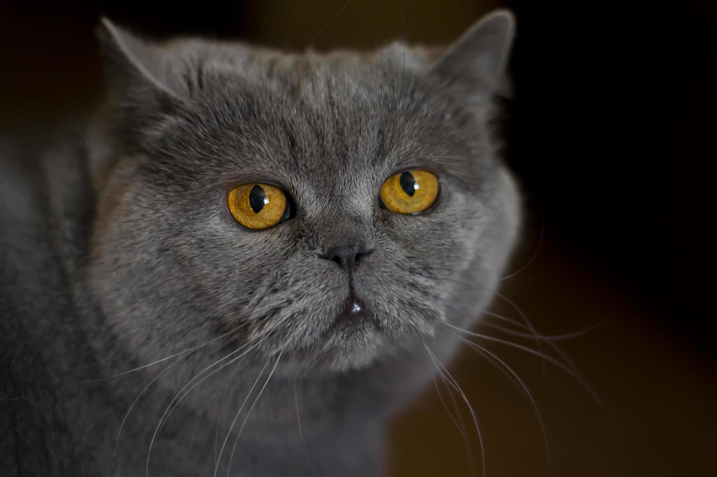 die Britisch Kurzhaarkatze mit blaugrauem Fell foto