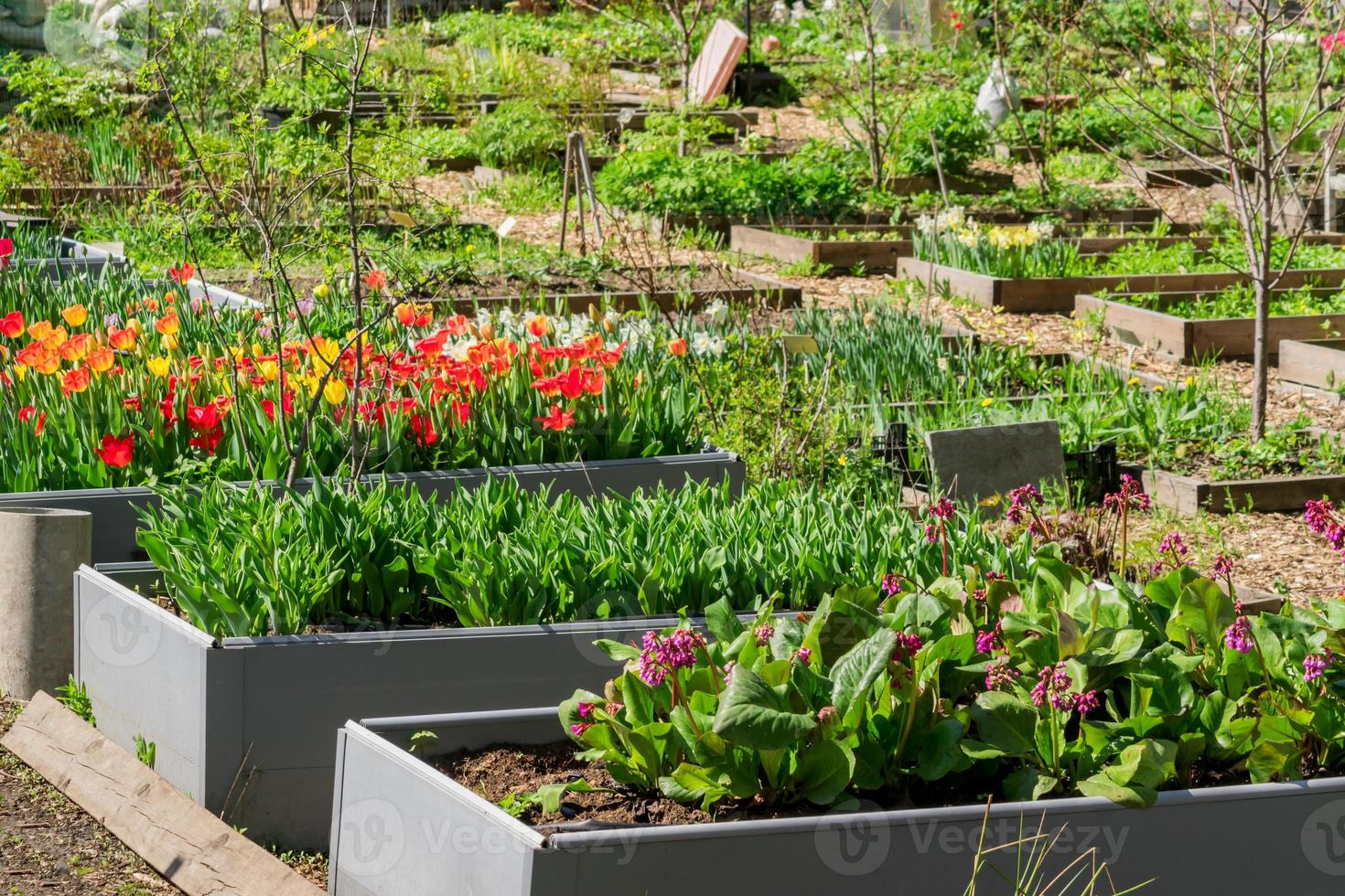 Anordnung von Pflanzen und Blumen in Gartenbeeten im Freien, rustikaler Landhausstil foto