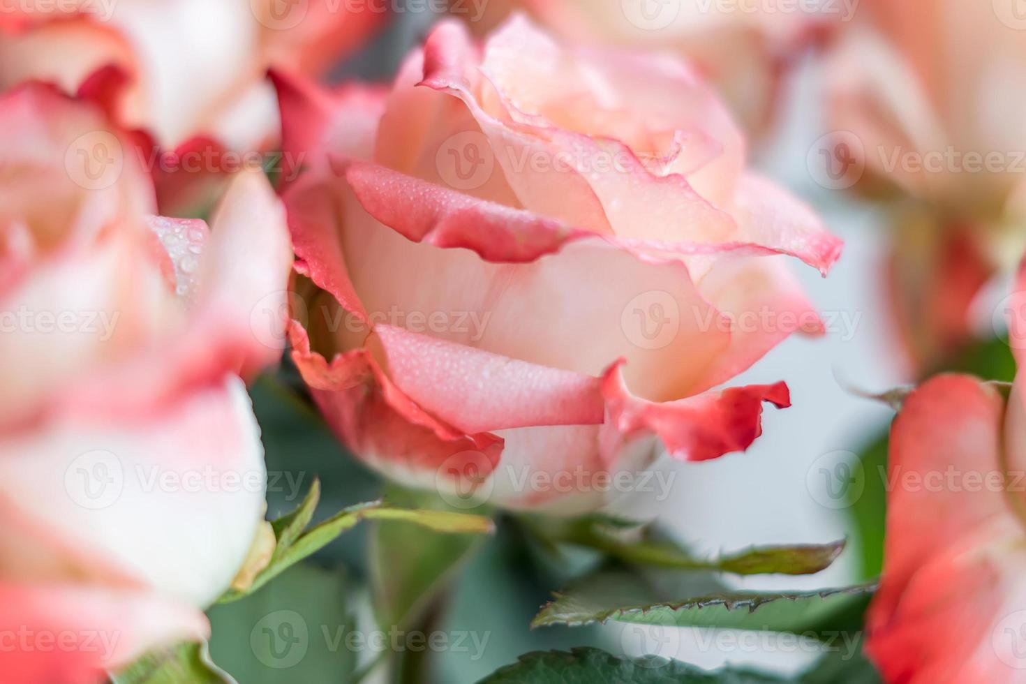 Nahaufnahme von rosa Rosen mit Wassertropfen. Blumenhintergrund foto