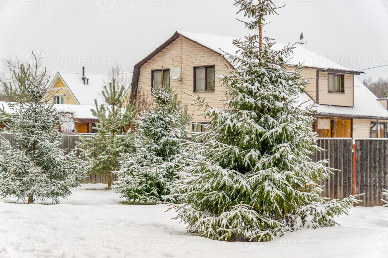 schneebedeckte Sprusebäume auf Zaun- und Haushintergrund. Winterlandschaft. foto