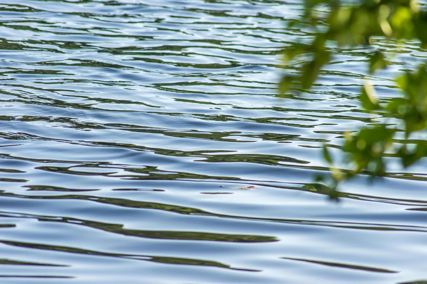 Ast über dem Wasser an einem Sommertag foto