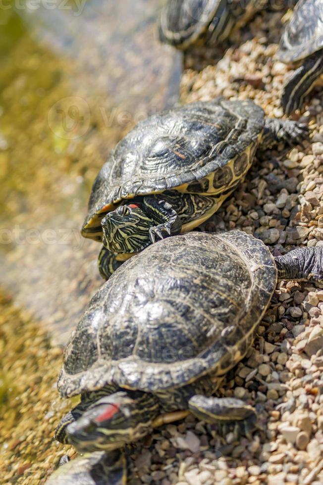 Rotohr-Schmuckschildkröten Trachemys scripta elegans ruhen auf Steinen in der Nähe von Wasser foto