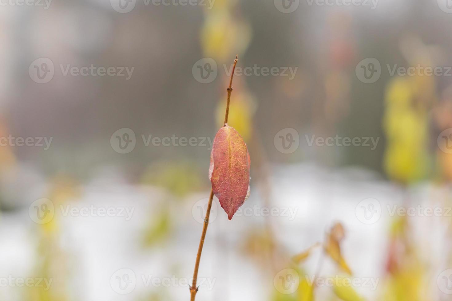 Zweig mit einem orangefarbenen Blatt auf natürlichem Hintergrund foto