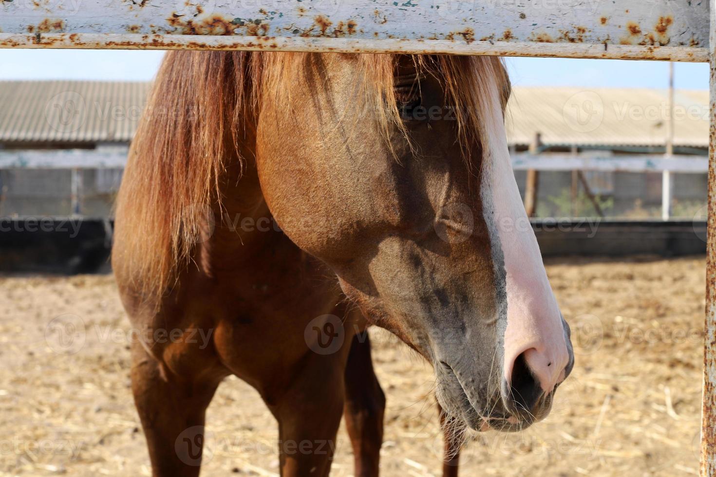 Pferd im Stall in Israel. foto