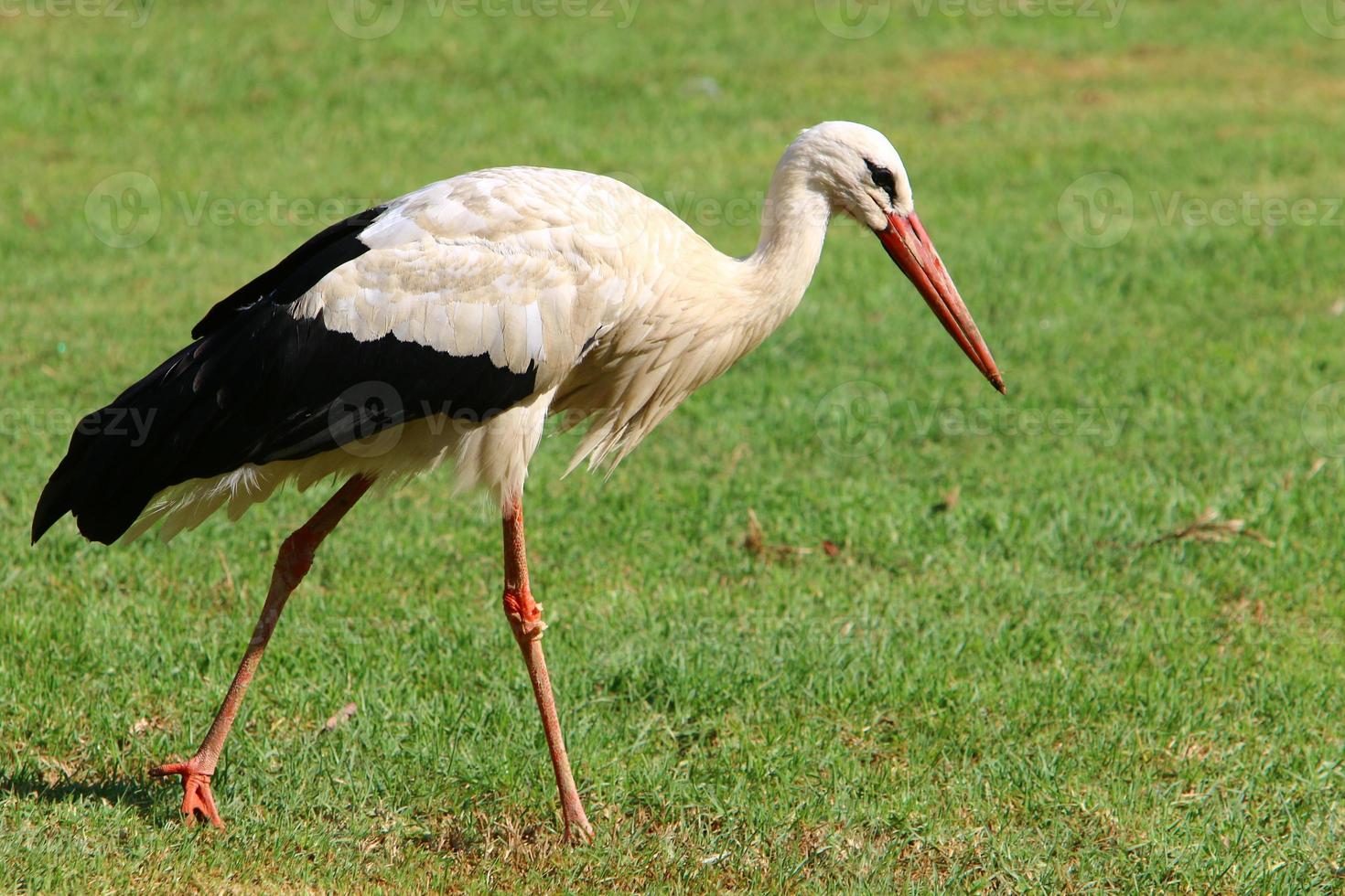 Der Storch geht auf einer grünen Lichtung. foto