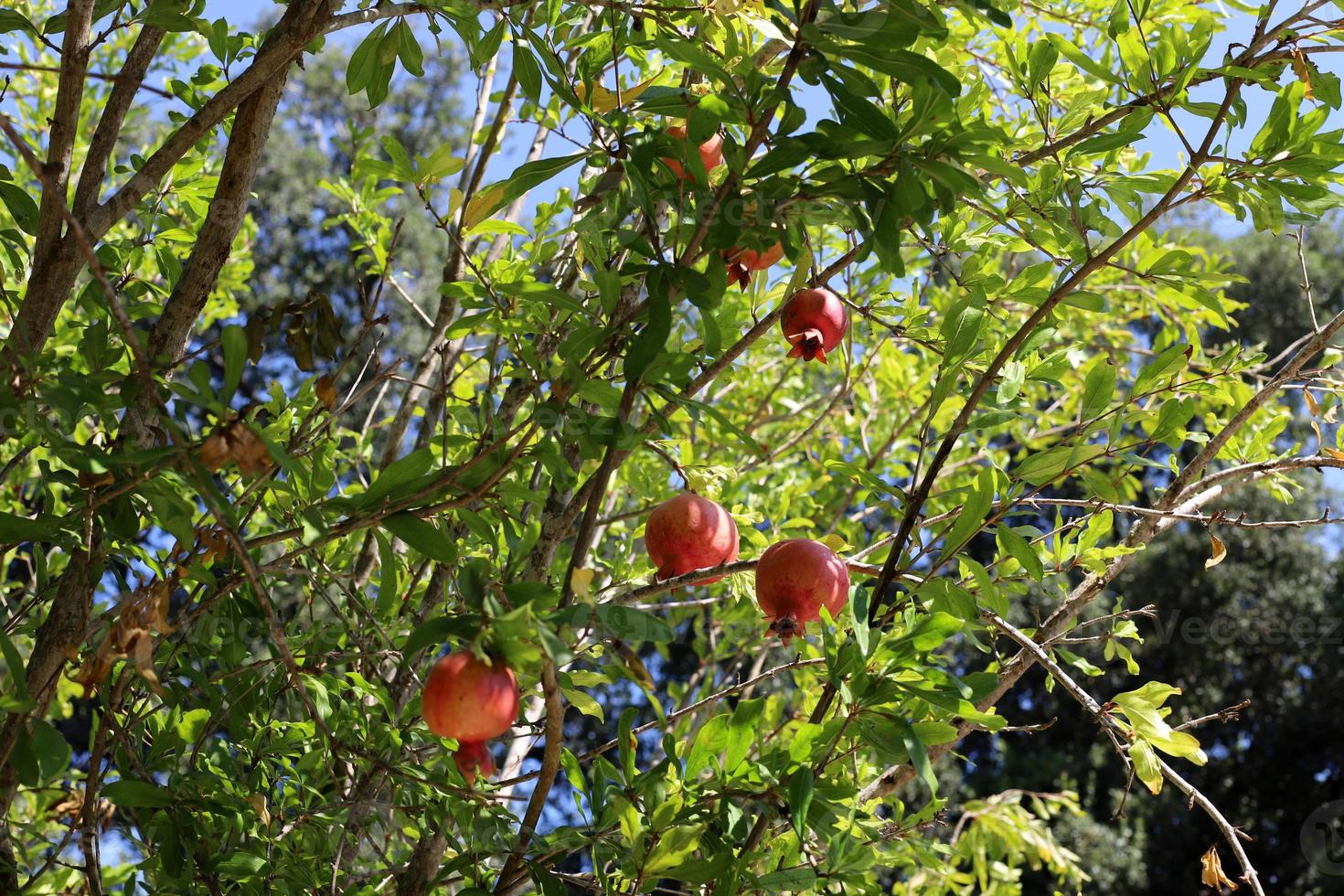 Reife Granatäpfel auf einem Baum in einem Stadtpark. foto