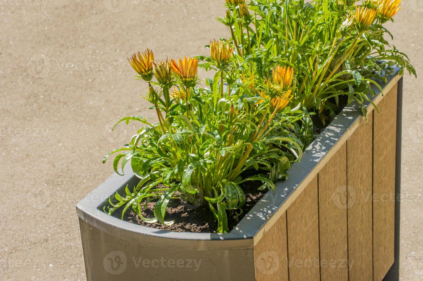 Zahlreiche leuchtende Blumen im Parkblumenbeet foto