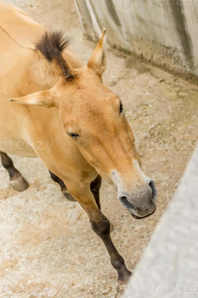 Przewalski-Pferd im Zoo. wildes asiatisches pferd equus ferus przewalskii foto