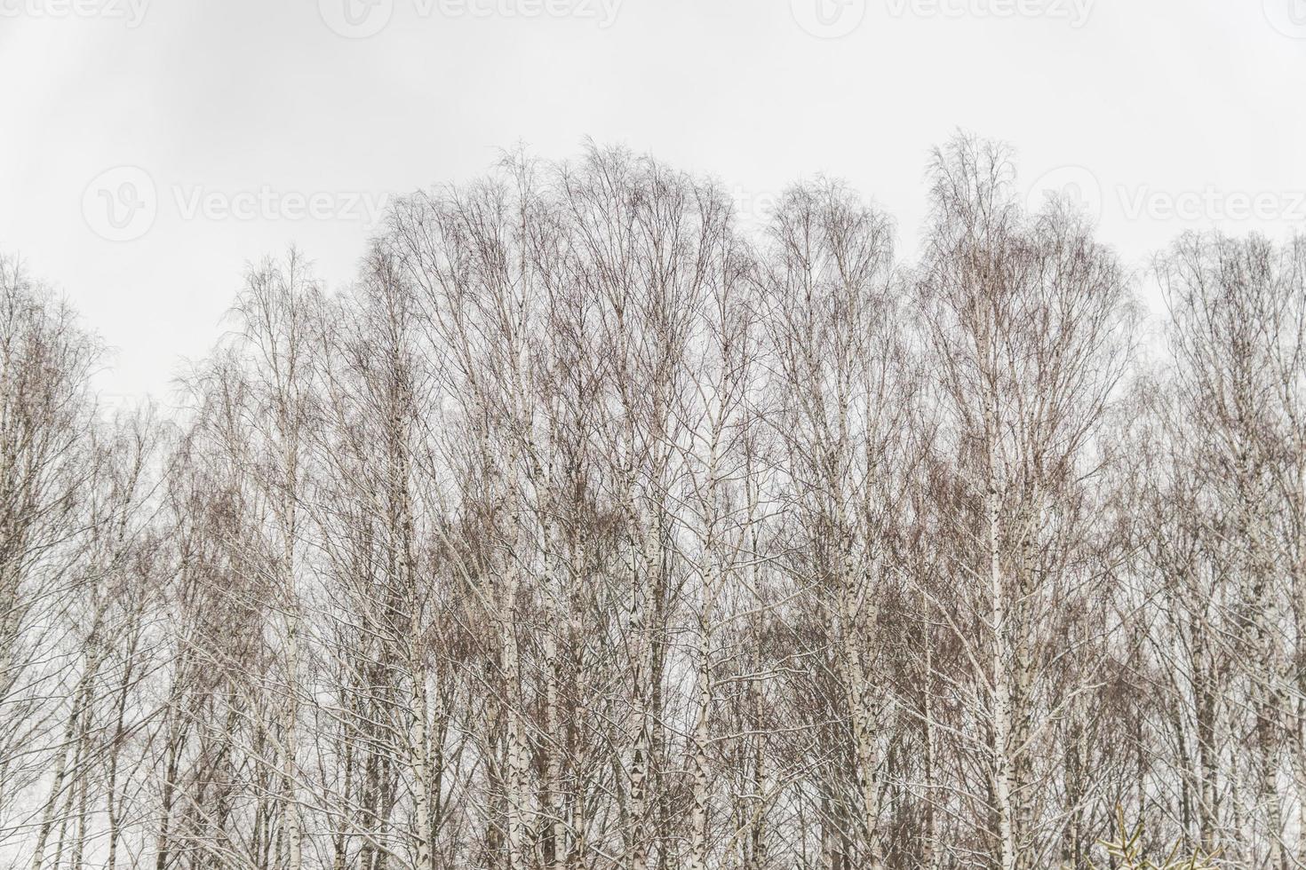 Birkenkronen auf düsterem Himmelshintergrund. Winterlandschaft. foto