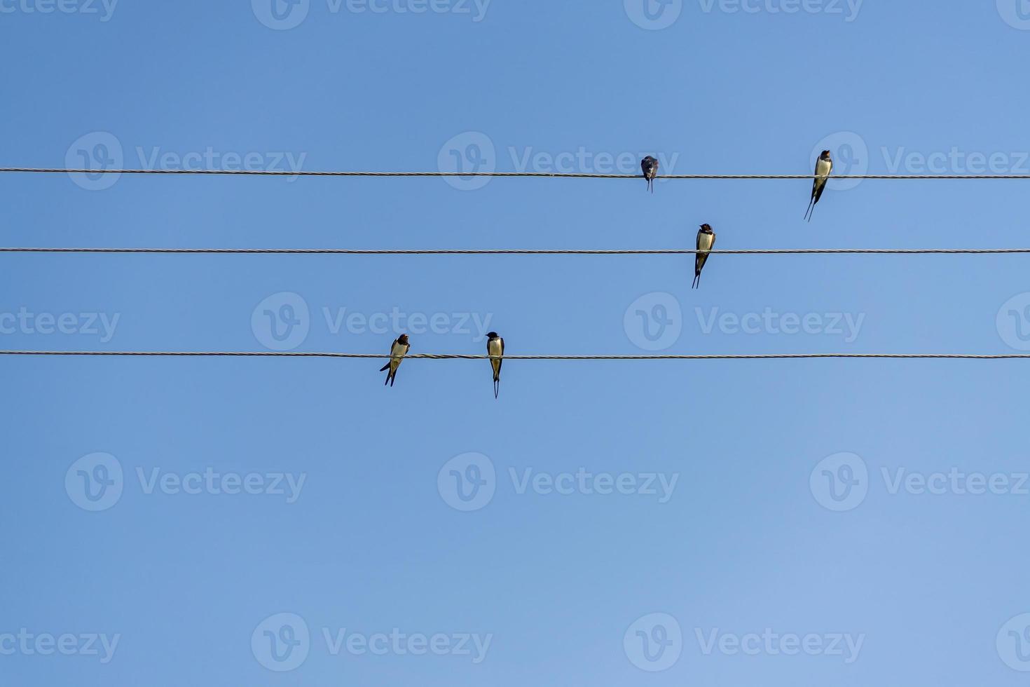 Schwalben, die an einem sonnigen Tag auf Drähten gegen den blauen Himmel sitzen foto