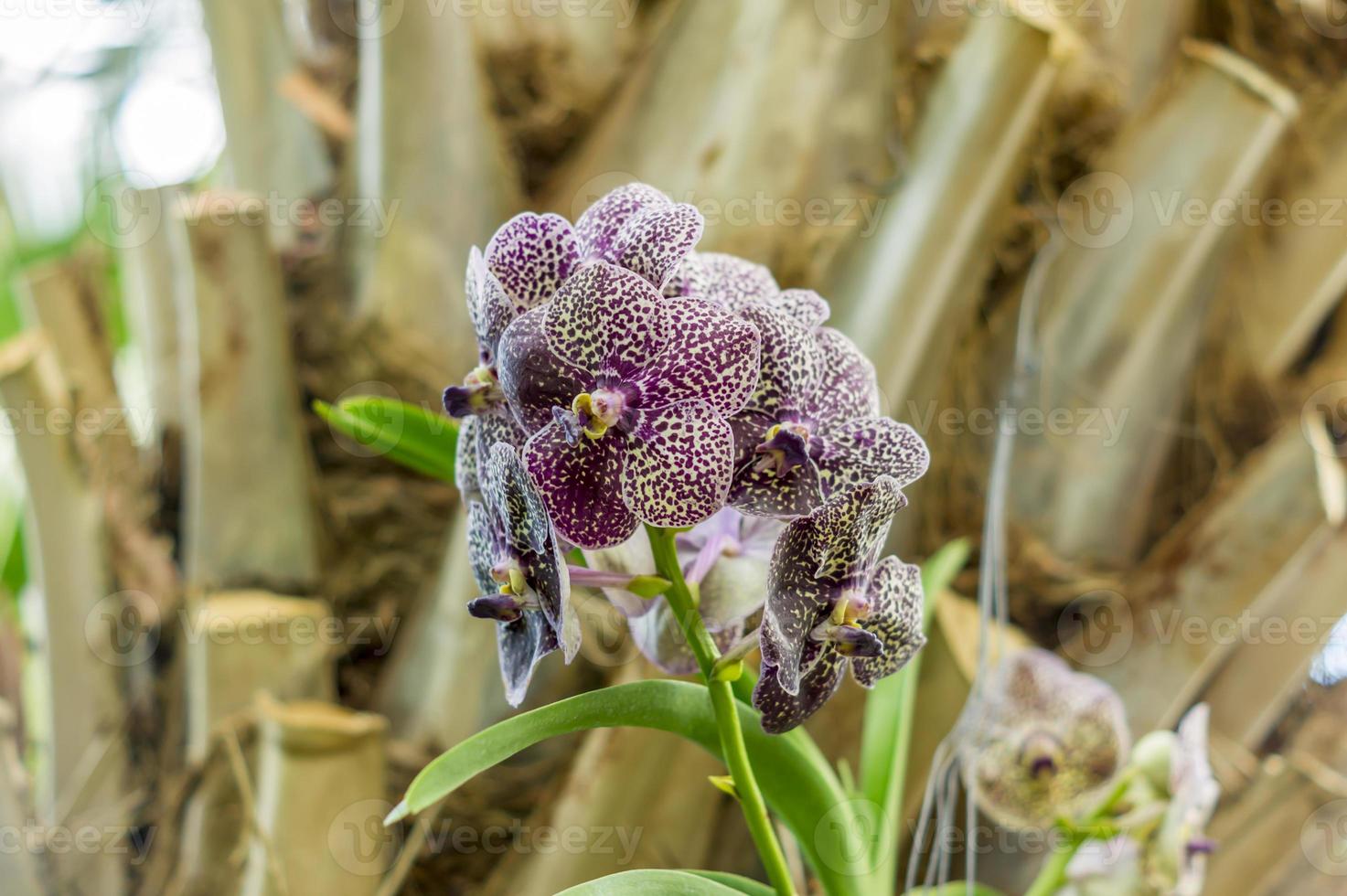 Cleopatra-Orchidee in voller Blüte foto