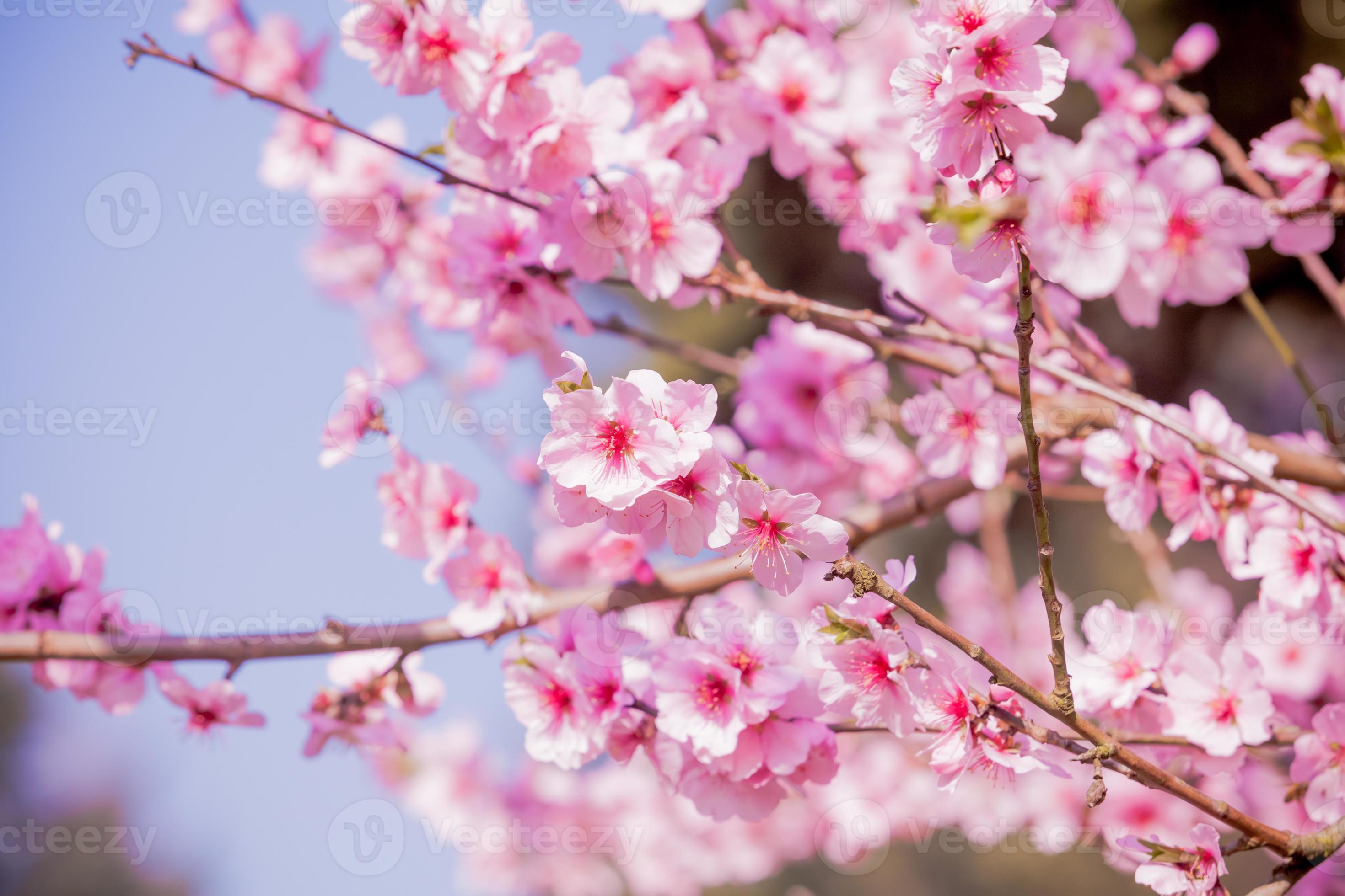 Kirschblüte, Sakura-Blume foto