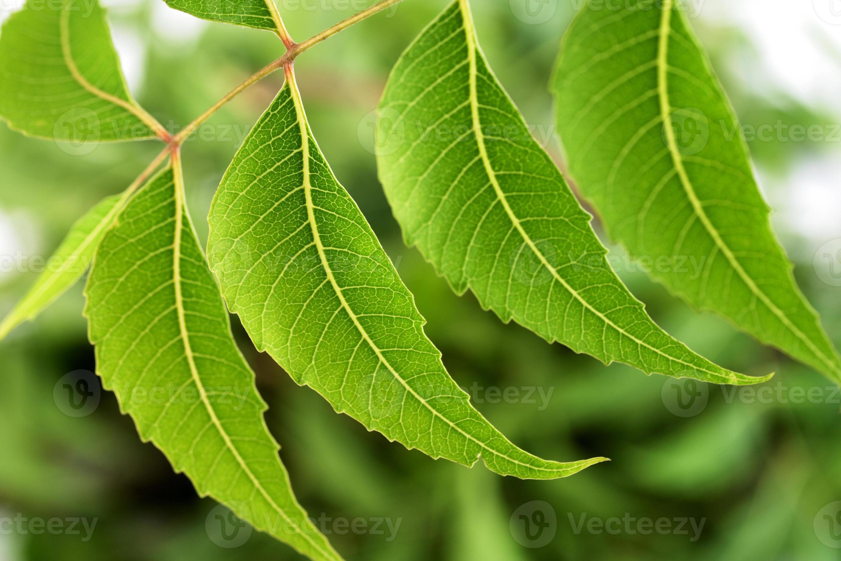 neem leaf-azadirachta indica 1264614 stock-photo bei vecteezy