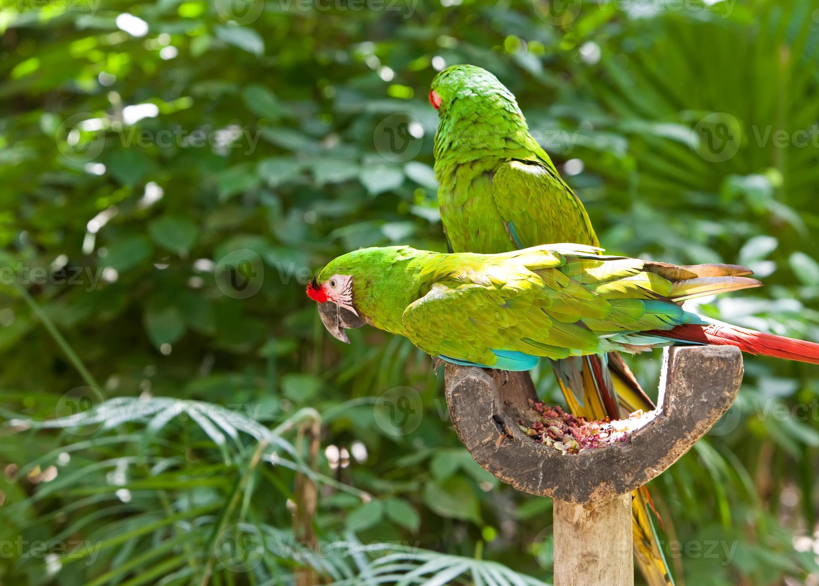 helle große tropische Papageien sitzen auf einem Ast und kommunizieren foto
