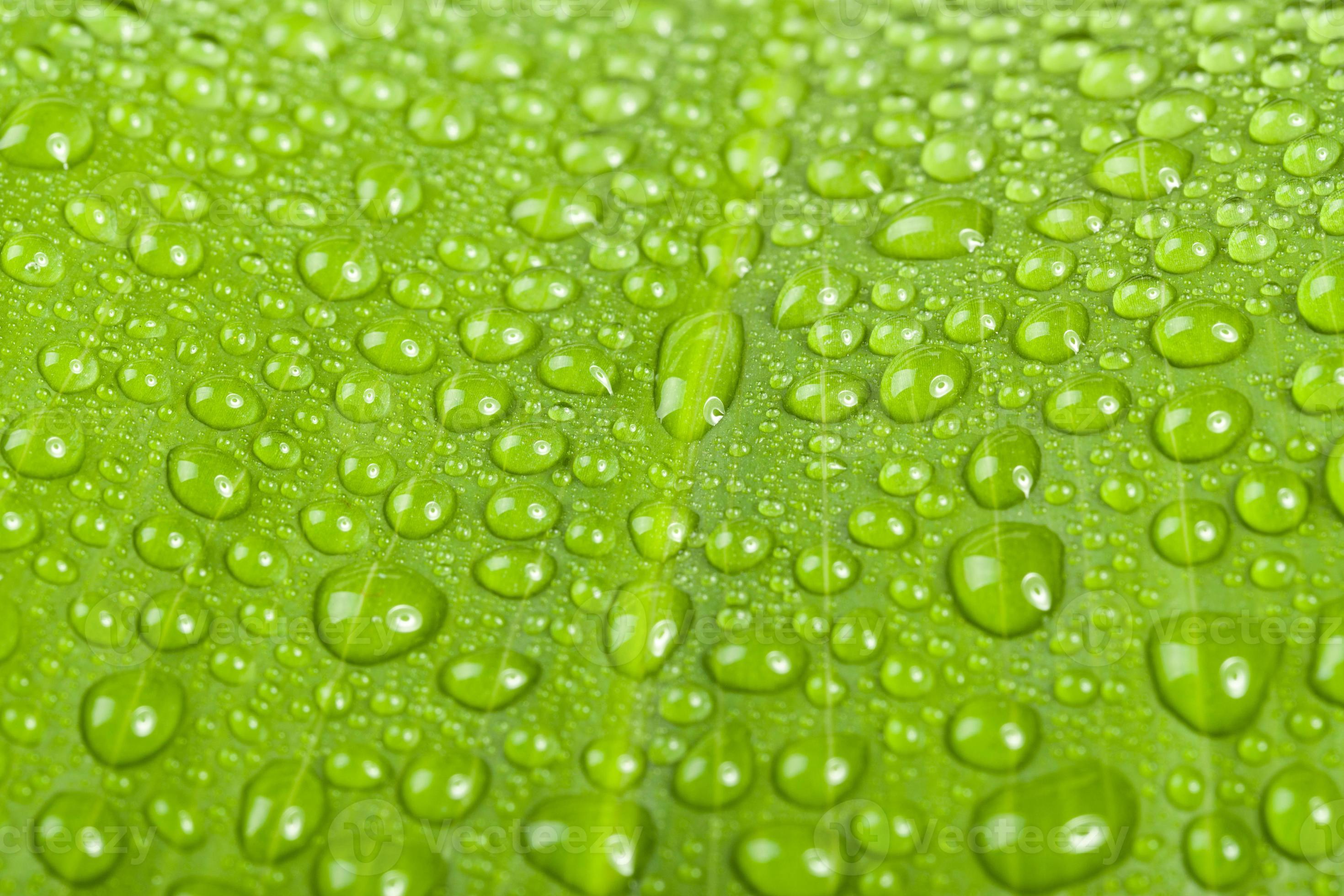 Wassertropfen auf grünem Pflanzenblatt foto